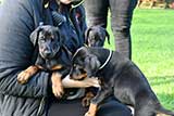 Doberman for Sale