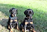 Doberman for Sale