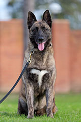 Dutch Shepherd for Sale