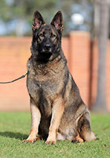 German Shepherd for Sale