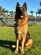 German Shepherd for Sale