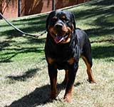 Female Rottweiler for Sale