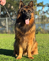German Shepherd for Sale