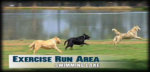 Dog Exercise Run Area Dog Exercise Run Area