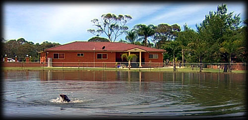 Luxury Dog Boarding in Sydney Dog Swimming Lake at the Guard Dog Training Centre