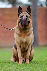 German Shepherd for Sale