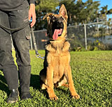 Female Rottweiler for Sale